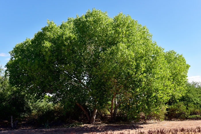 Fremont Cottonwood is a very large conspicuous tree that thrives in riparian areas such as rivers, streams and perennial washes, often growing in nearly pure stands. Populus fremontii